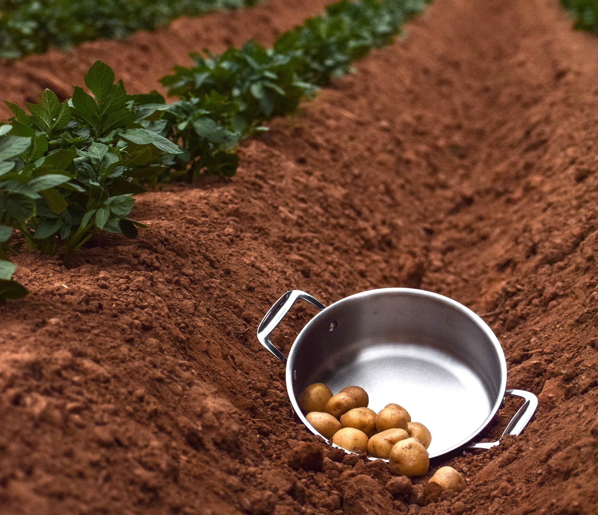 Meyer Confederation Stainless Steel 5L Dutch Oven with cover, Made in Canada - Image 3